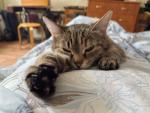 Mon chat