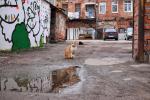 Коты и голуби